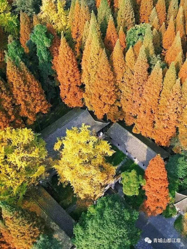 美疯！我就说初冬的都江堰有真东西！