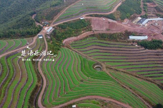 浙江宁波这两处银杏赏地比邻而居，又进入最佳观赏季，拍照很出片
