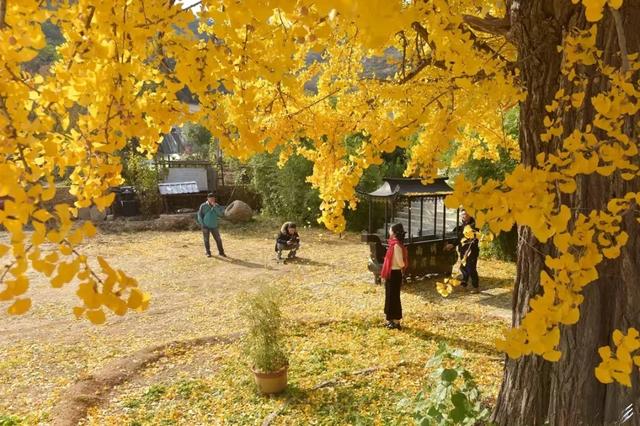 济南的这些千年银杏树美得正当时,最后“黄金期”快去打卡!