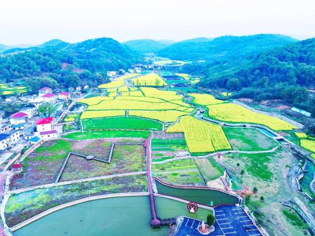 七彩油菜花开时，网红游客竞相来