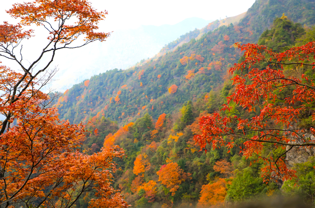 错过等一年！巴山大峡谷秋色刚开场，彩林已美成仙境！