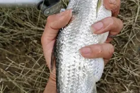 贵州钓友意外擒获“白条鱼王”引全网热议，专家称或突破生长极限图片