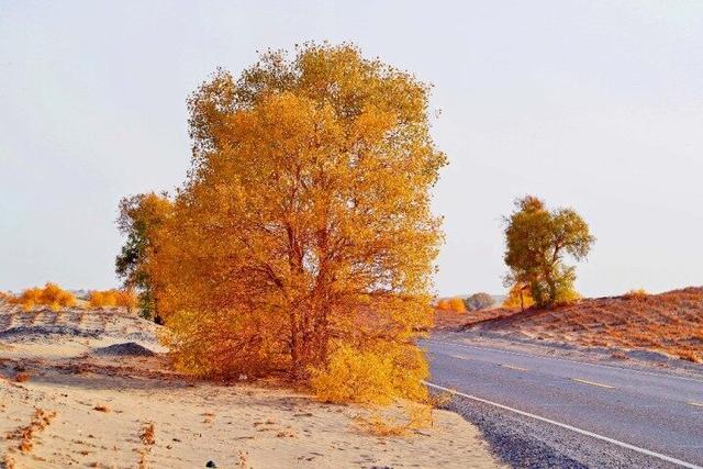 出片率100%！赴一场沙漠胡杨的金色之约