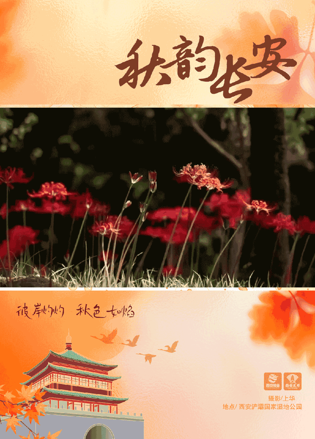 西安这抹秋日限定绯红，美到窒息！