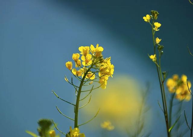陇南油菜花提前开放，今天可以约起走！
