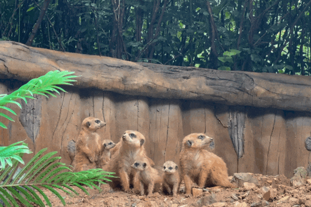 又美又可爱的西海岸！总要来一次！