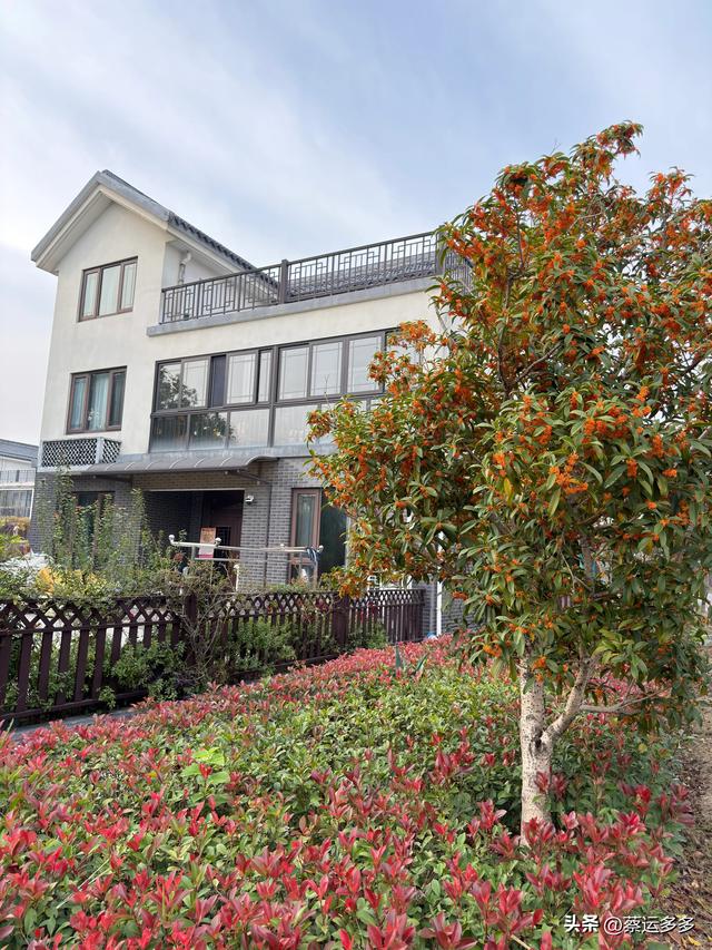 上海的乡村美得我头晕目眩