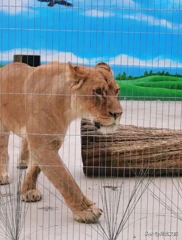 在保定，体验真实版“疯狂动物城”！