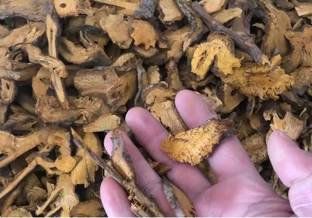 令英国痛苦的“入侵花”，在中国沦为咸菜，吃到人工种植成笑谈