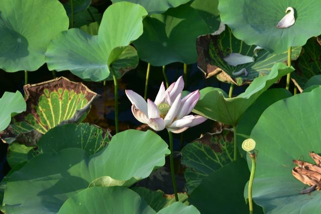 山东泰安东平稻屯洼湿地公园的荷花仙子
