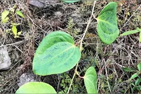 农村的金刚藤，也快挖没了！若家乡有保护好，别被外村人挖走了！图片