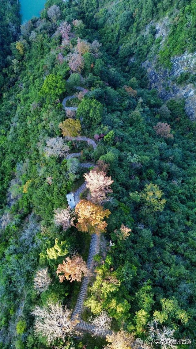 现场报道:温州这条醉美红枫古道已经美艳了!