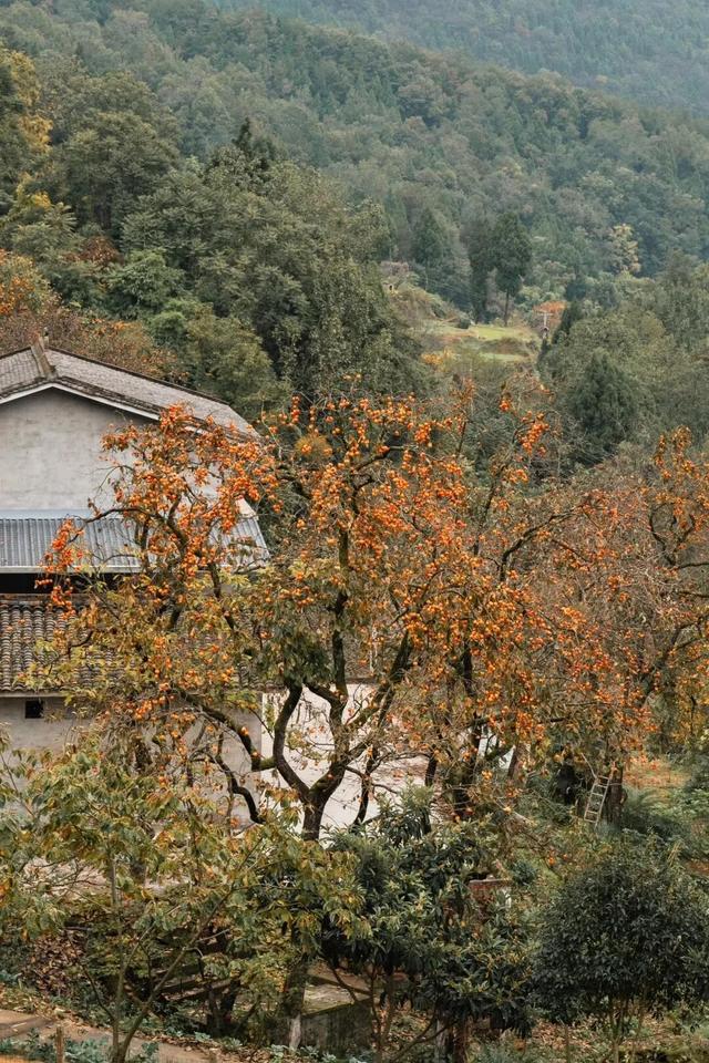 就这一口柿子，盼到冬天了！