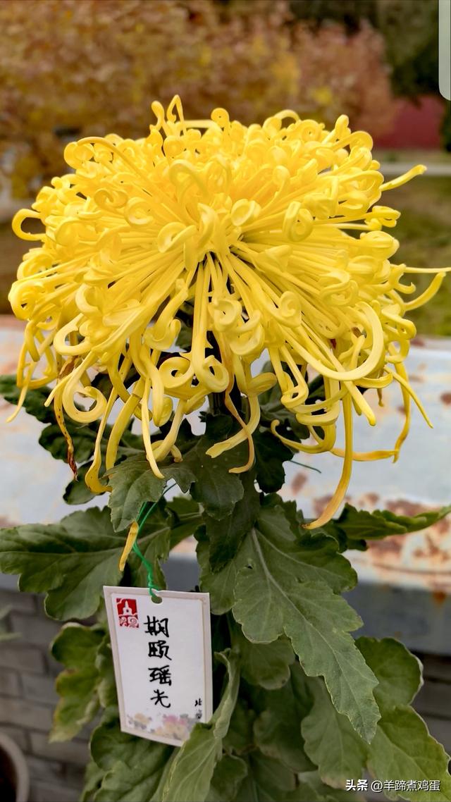 秋风独宠一园菊，晚来香艳出樊篱——北京北海公园2025年菊花展