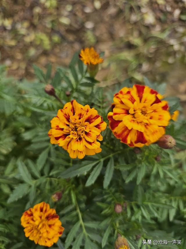 菊花的世界那么大，我想去看看，一起打卡山村菊花美吧！