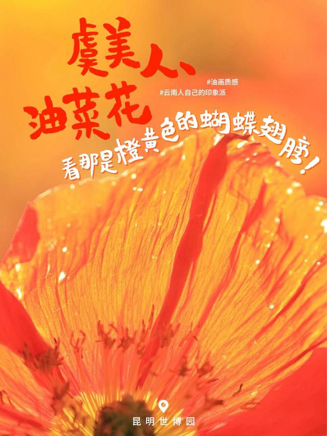 2500万人在昆明盘龙追过的花