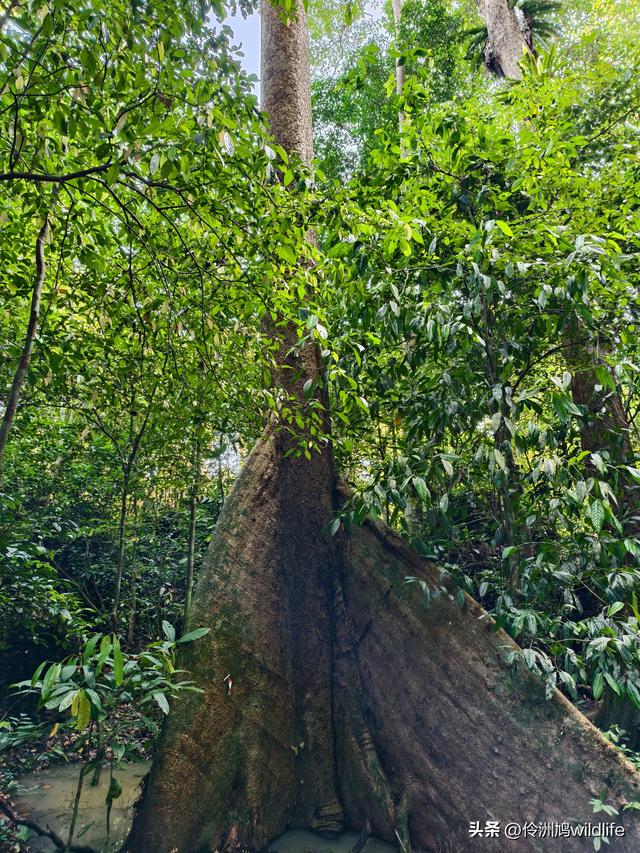 马来西亚(32)砂拉越州⑥世界遗产尼亚洞窟探险