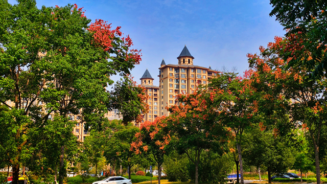 图说遂平：满城缤纷色 斑斓绘初冬