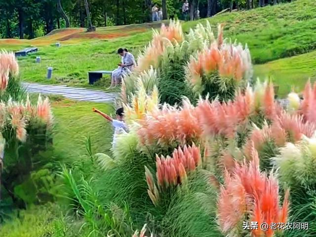 昆明一公园，因“芦苇草太梦幻”走红，网友：太美了，染色了吧？
