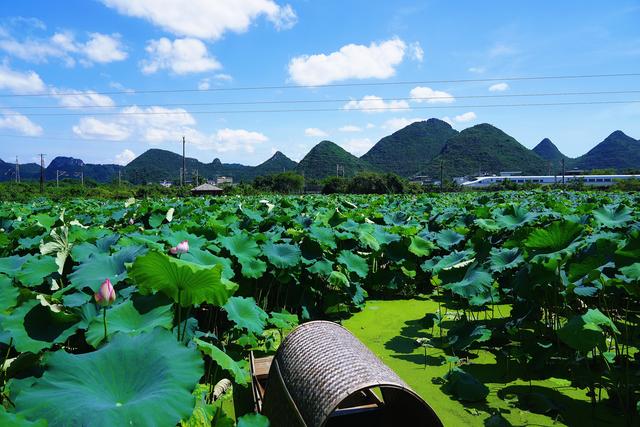一眼惊艳！桂林夏日限定浪漫“荷”你有约！