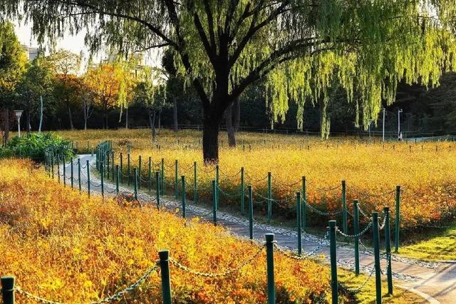 北京奥林匹克森林公园 城市中的绿色明珠