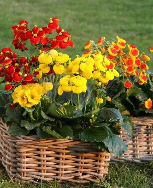 养花二十多年，吐槽好看难养、新手慎入的6大＂颜值杀手＂