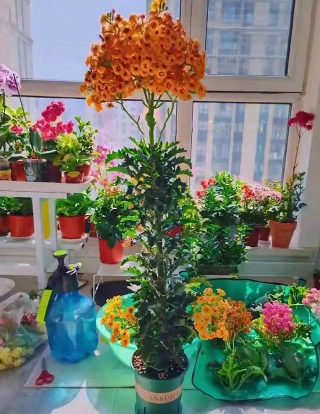 吉林一姑娘因养出“长寿花树”走红，又高又美，网友：1米8大长腿