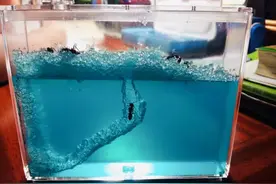 拿蚂蚁当宠物养是啥感受？图片