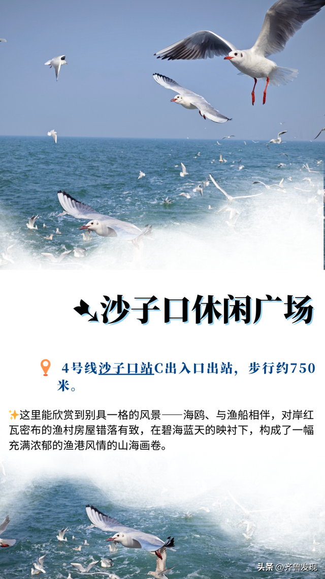听说青岛来了老朋友？ 这份地铁“追鸥”攻略请收好！