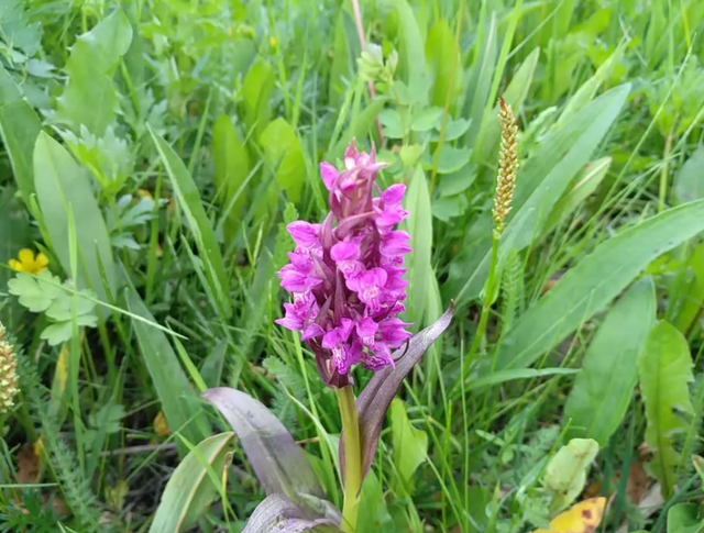 1株就犯法！四川女游客采一把“手参”，被阻拦后说很多人都在摘