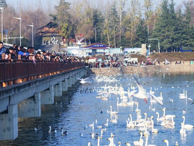 天鹅湖冬日最灵动的乐章：天鹅悠然游弋，红嘴鸥凌空飞舞