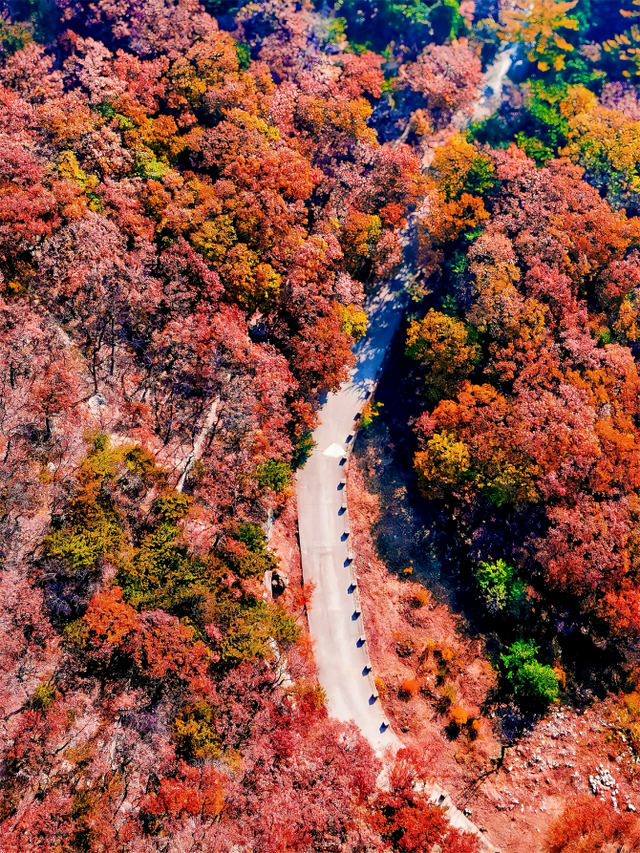 临沂这抹红，醉了秋日山水