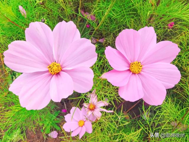 20亩花海，增添邳州暖意