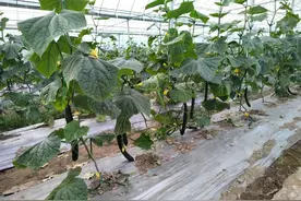 物丰价惠！合肥蔬菜大量上市，价格持续回落图片