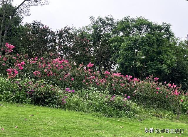 成都最近紫薇花公园，被严重低估，花开惊艳，地铁公交车直达！