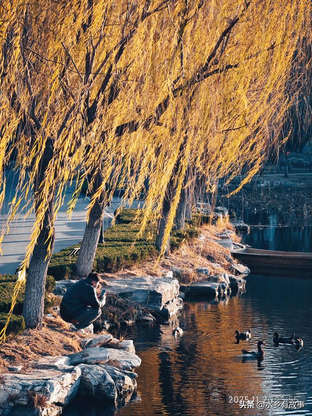 金柳，最后的一抹秋色