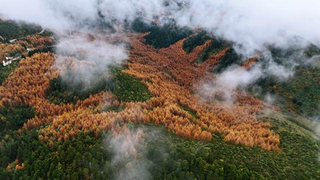 凉山金阳：彩林秘境初冬上线 层林尽染惊艳时光