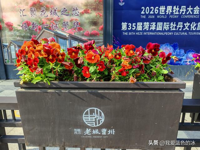 闲逛菏泽市老城曹州。这里的慎思园成了婚纱照的网红天堂了