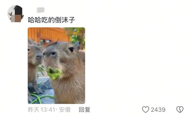 笑麻了！国庆的动物们都吃出工伤了！一看评论区动物们都EMO 了