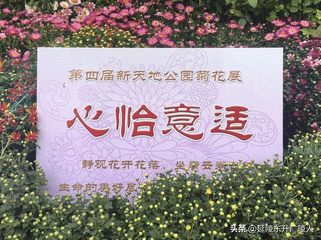 武进新天地公园菊花展 乡村田园风 今年又不同