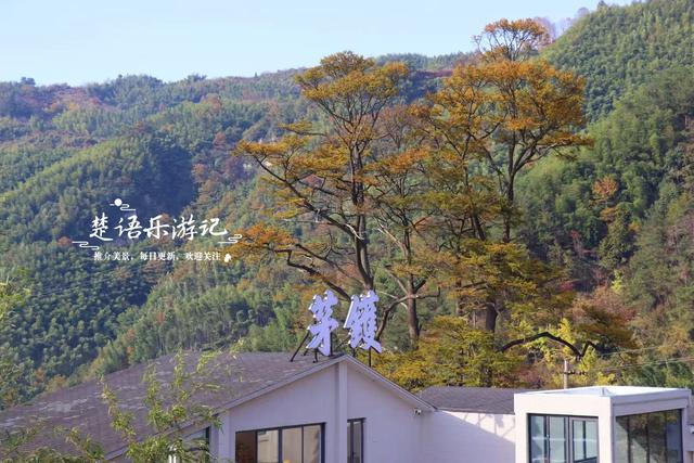 浙江宁波这片风景又火了，银杏林开始进入最佳观赏季，千万别错过