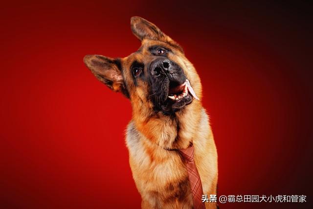 寿命最长的10种狗VS最短的10种狗！第一名能活20年+