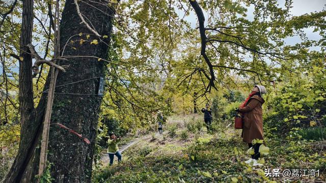 金叶映古村，醉美长岗岭