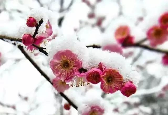卢梅坡《雪梅》二首