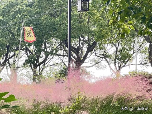 出门赏秋色，一起把四团美景“装”进相机里