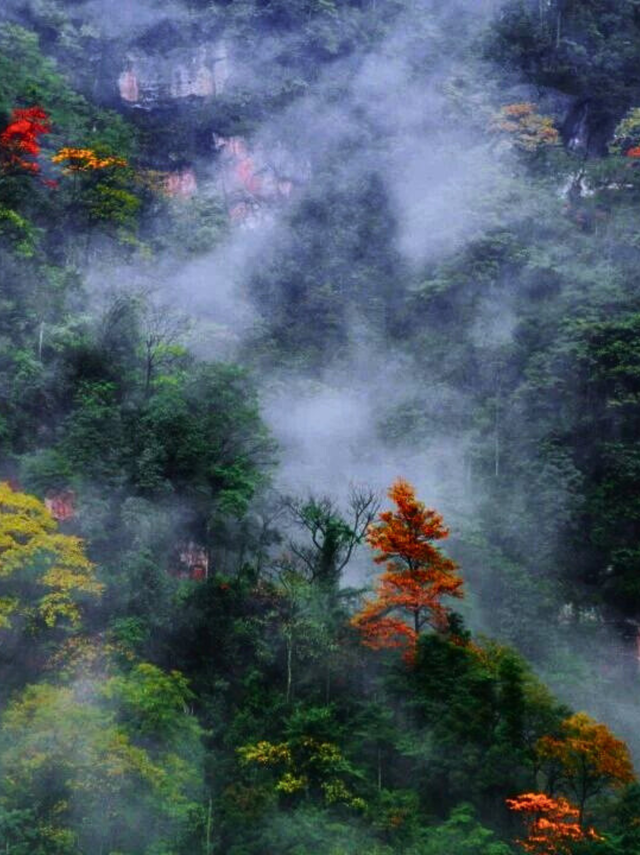 去四面山吧，别浪费重庆转瞬即逝的秋天！🍂