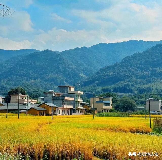 秋染从化，寻味柿香：上罗、南平、桂峰赏柿全攻略