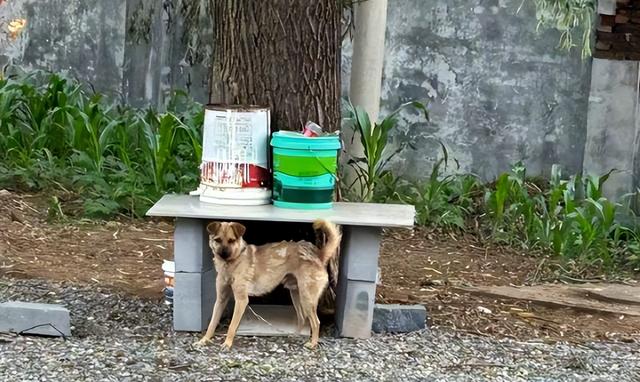 狗主人被反杀案开庭，9人闯门打砸	，妻子后悔冲动，更多细节披露