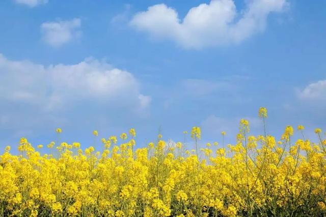 免费打卡！乐山这些地方的油菜花可以约起来啦~