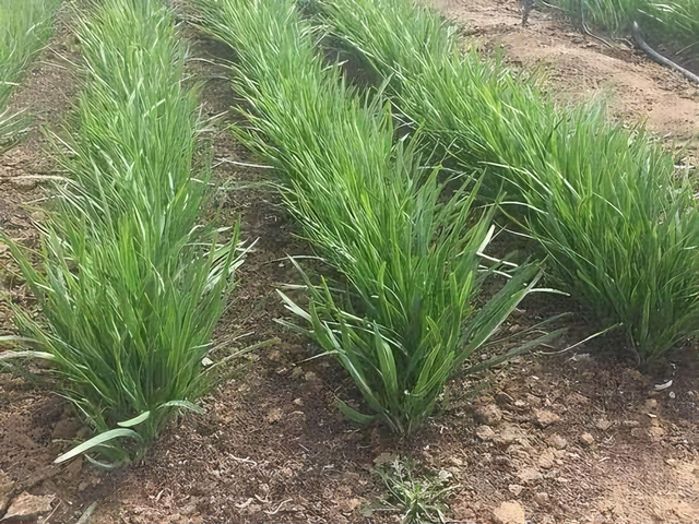 韭菜什么时候不能再割了？记住这个时间，老一辈经验